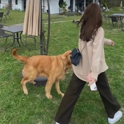 黄阿丽:小眼镜蛇